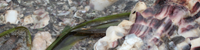 oyster header